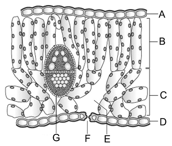 Schematischer Querschnitt eines Blattes mit Epidermis, Palisaden- und Schwammgewebe, Leitbündel und Stomata, beschriftet.